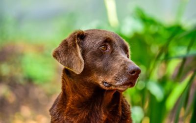 4 Ways to Help Your Senior Pet Remain Mobile