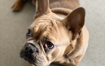 Understanding Cherry Eye in Pets: Causes, Symptoms, and Treatment