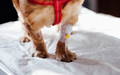 Helping Your Pet Heal: Post-Surgery Recovery Tips and Support