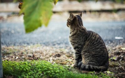 Unlocking the Secrets to Senior Cat Vitality